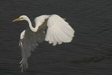 egret 5.jpg